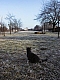 chat et jardin givré.jpg